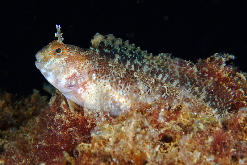 Blennidi